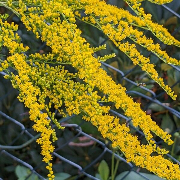 Solidago canadensis Flors