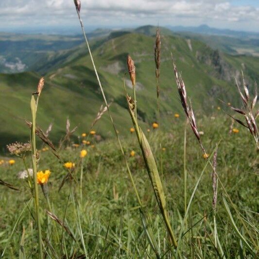 Carex vaginata Habitat