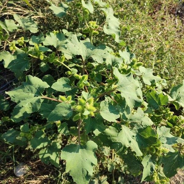 Xanthium orientale Leaf