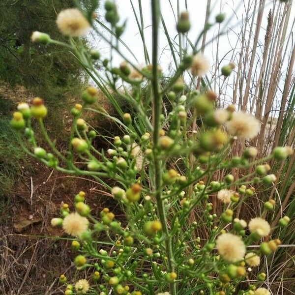 Conyza bonariensis Flower