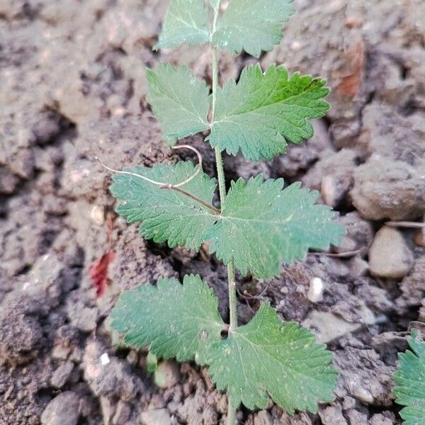 Pimpinella saxifraga Yaprak