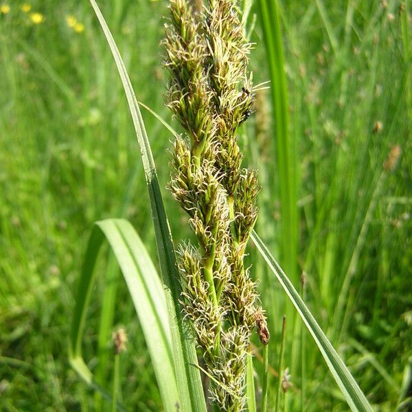 Carex vulpina Λουλούδι