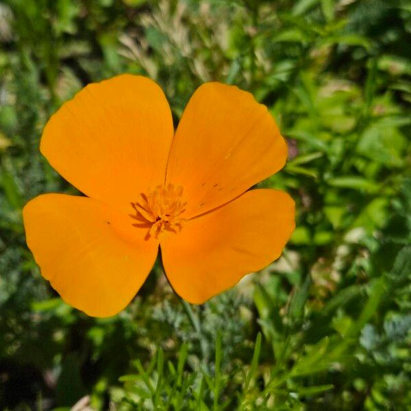 Eschscholzia caespitosa 花