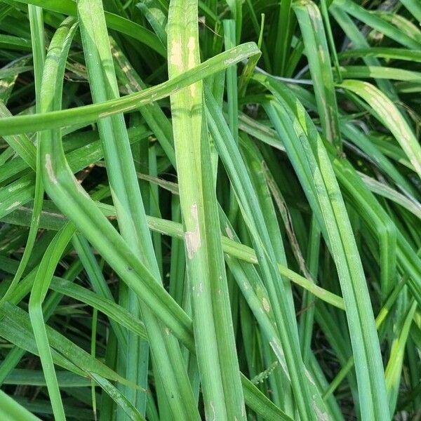 Watsonia borbonica পাতা