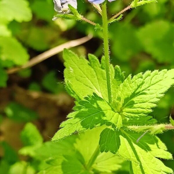 Veronica chamaedrys Lapas