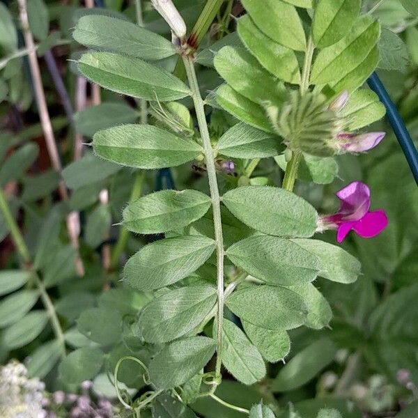 Vicia sativa Frunză