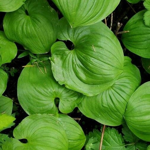 Maianthemum dilatatum Лист