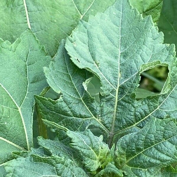 Ambrosia trifida Leaf