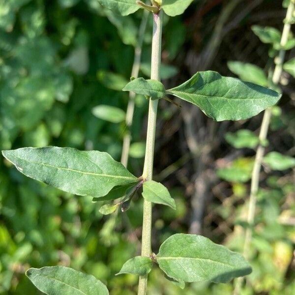 Lycium barbarum Ліст