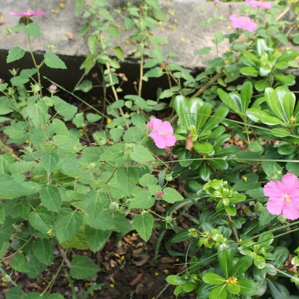 Pavonia lasiopetala Habit