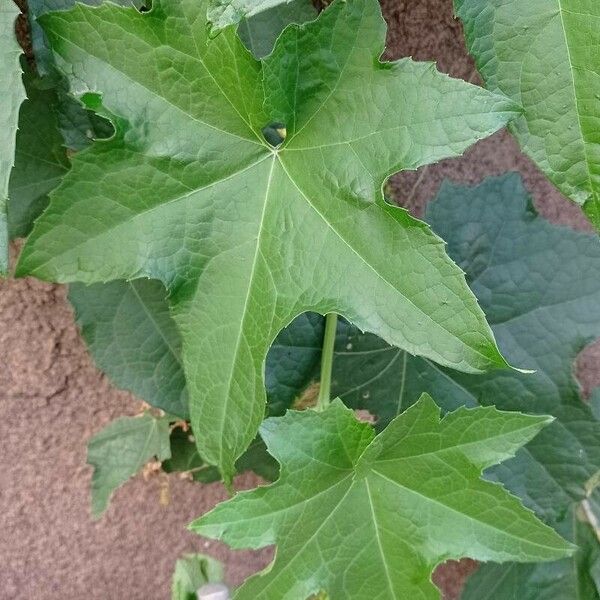 Luffa cylindrica Leaf