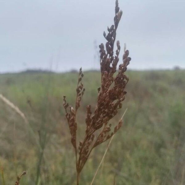 Juncus maritimus Blodyn