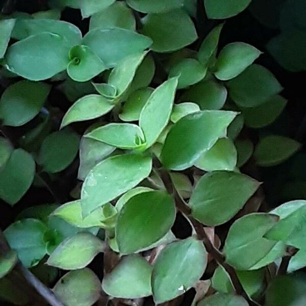 Callisia repens Fuelha