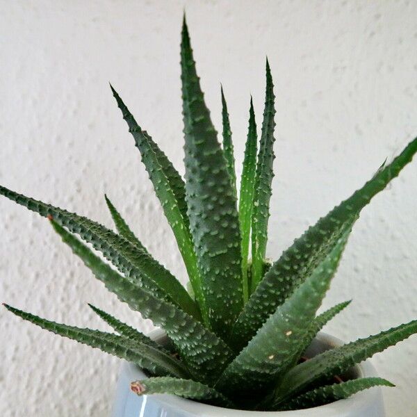 Gasteria carinata Feuille