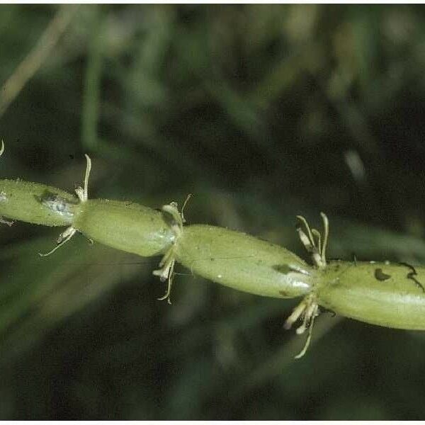 Hottonia inflata Fruit