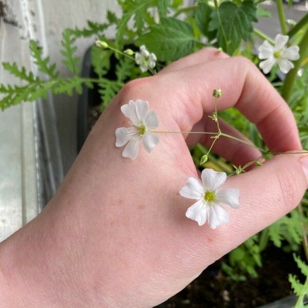 Gypsophila elegans Flor