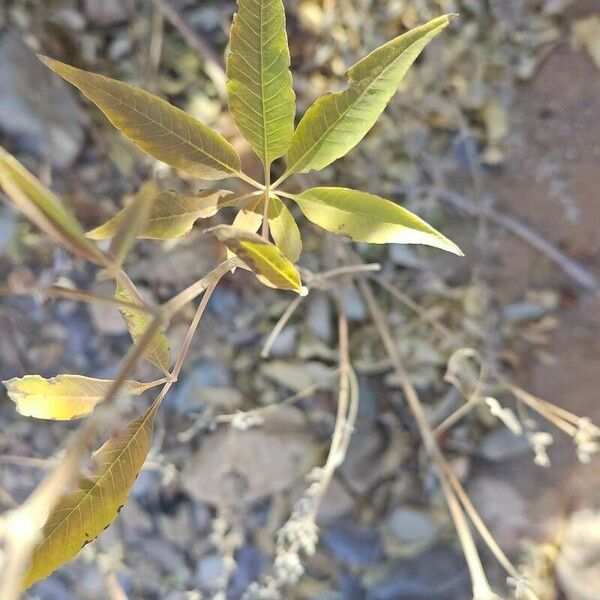 Vitex agnus-castus ᱥᱟᱠᱟᱢ