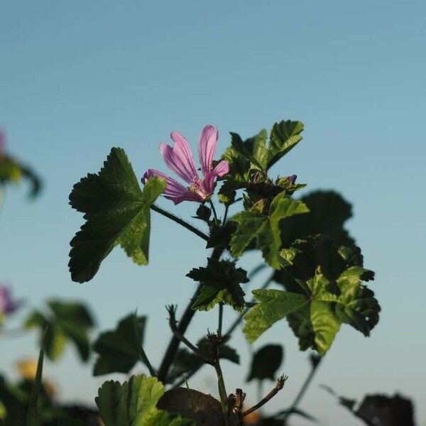 Malva sylvestris Flor