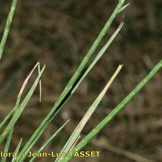 Parapholis cylindrica Habit