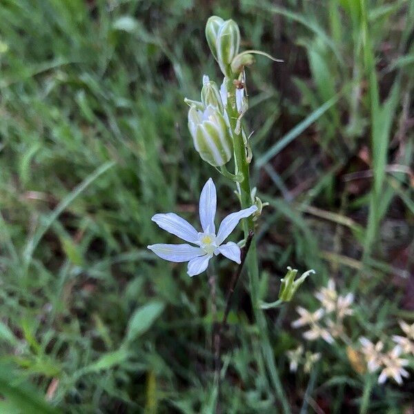 Loncomelos narbonense Blüte