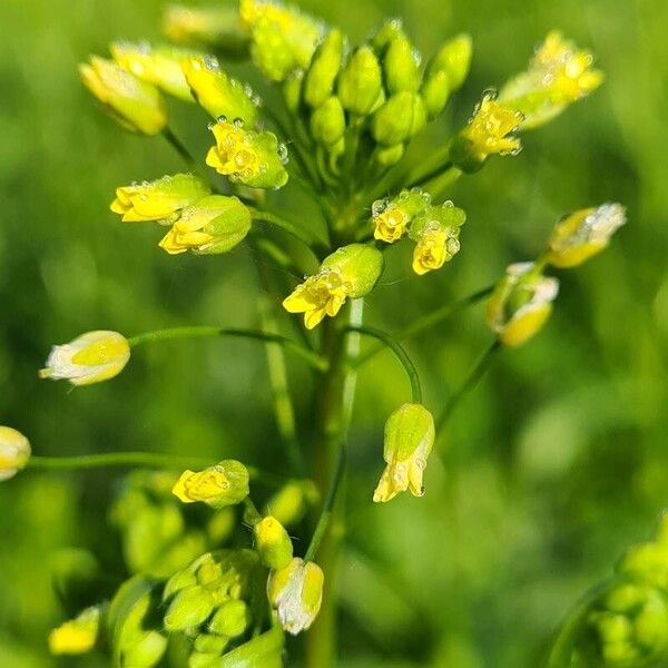 Camelina sativa ফুল