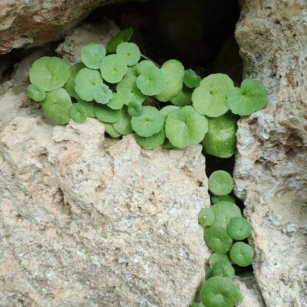 Umbilicus rupestris Folha