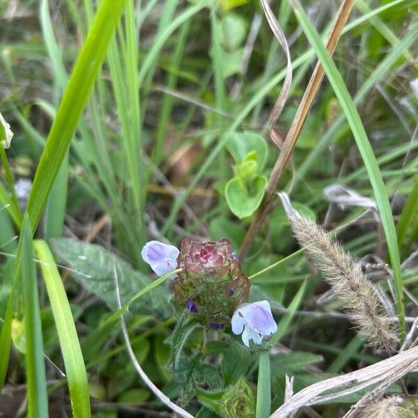 Prunella vulgaris Blodyn