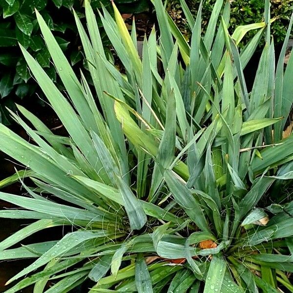 Yucca filamentosa आदत