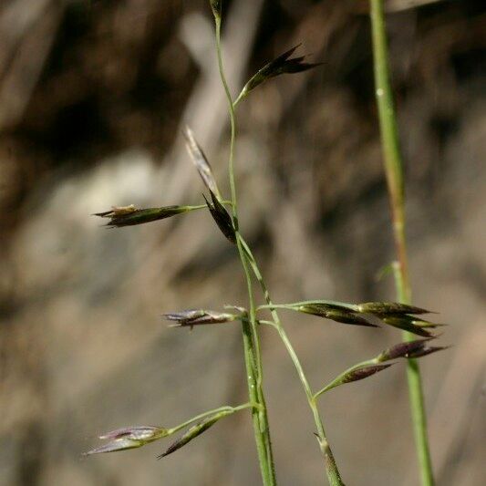 Cleistogenes serotina Fruit