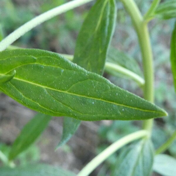 Lithospermum officinale Leaf