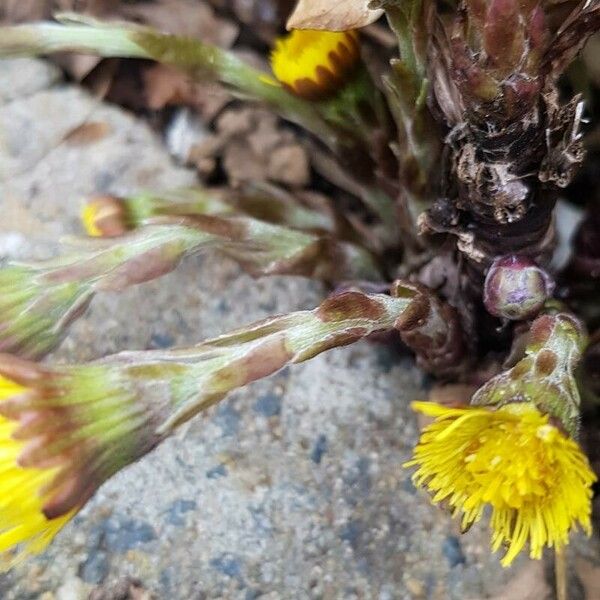 Tussilago farfara Bark