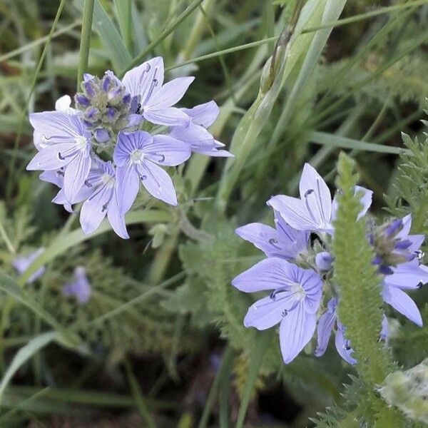 Veronica teucrium Blomma