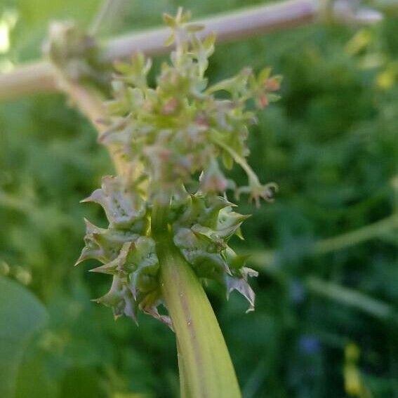 Rumex spinosus Floare