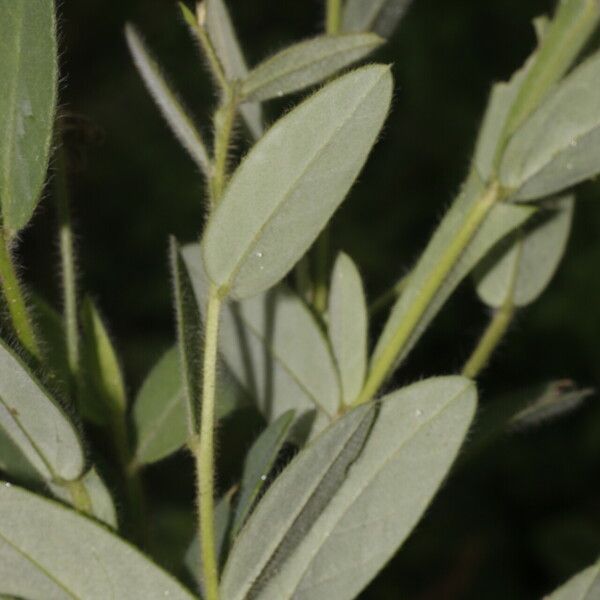 Crotalaria sagittalis Лист