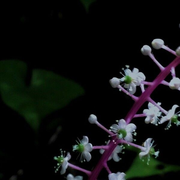 Phytolacca rivinoides Blomma