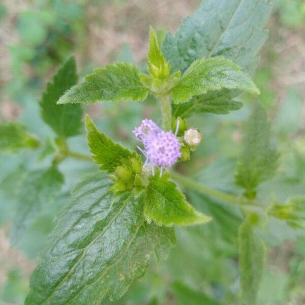 Ageratum conyzoides Flower