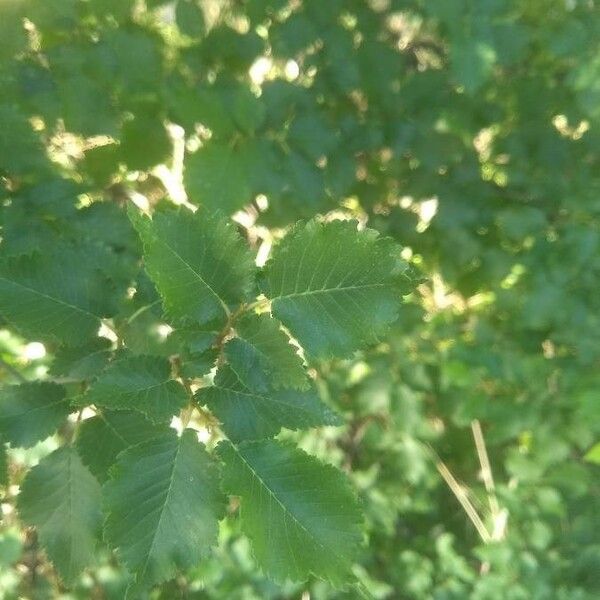 Ulmus minor Frunză