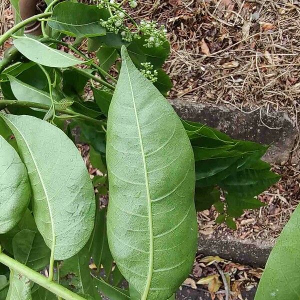 Toona ciliata Feuille