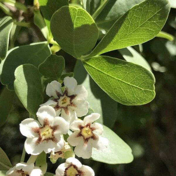 Schrebera alata Blüte