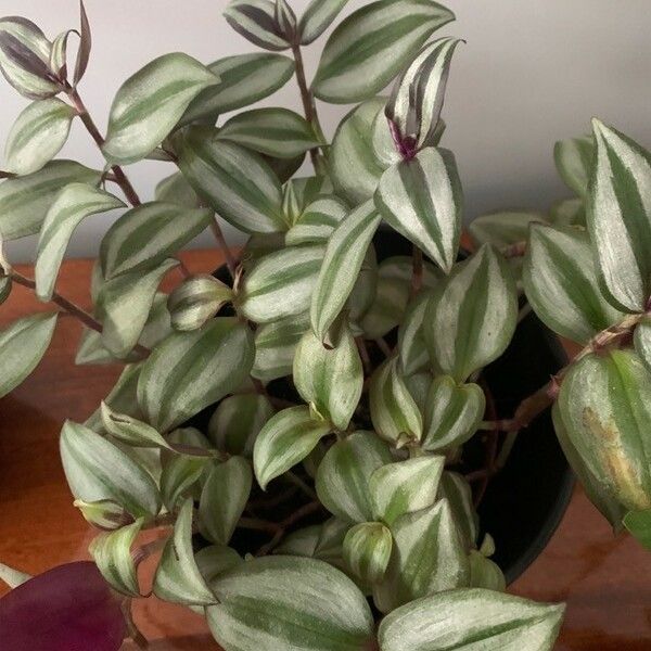 Tradescantia fluminensis برگ