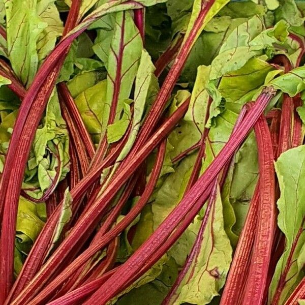 Beta vulgaris List