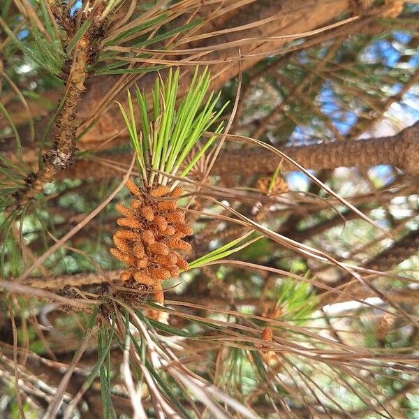 Pinus pinea Φύλλο