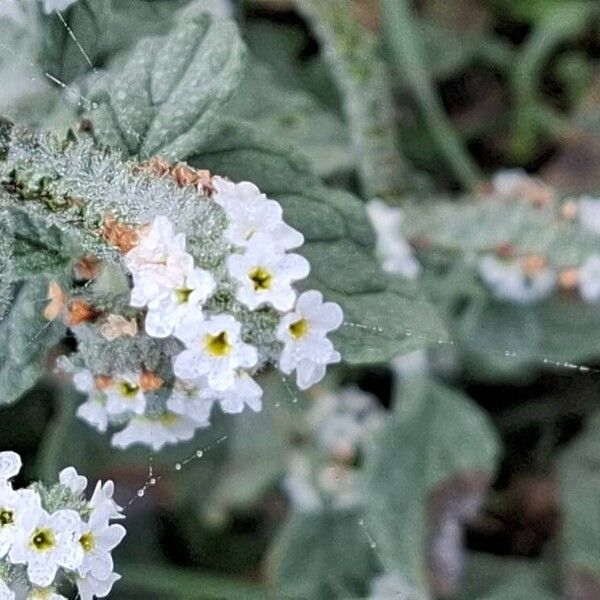 Heliotropium europaeum Fiore