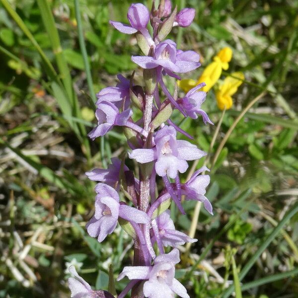 Gymnadenia conopsea Flor