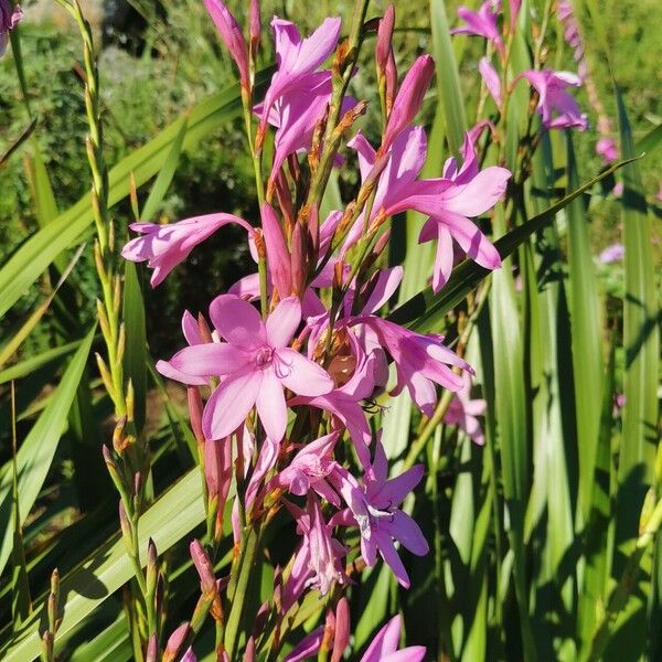 Watsonia borbonica Lorea