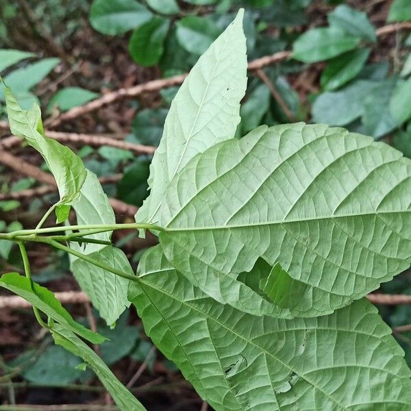 Alchornea laxiflora 葉