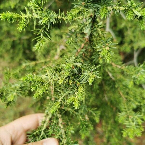 Juniperus drupacea Leaf