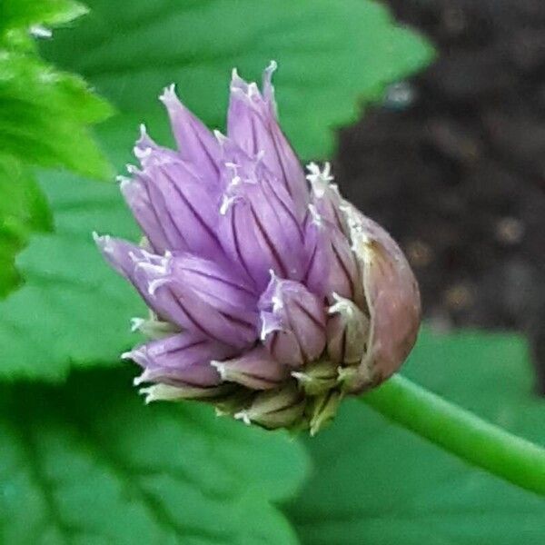 Allium schoenoprasum Flower