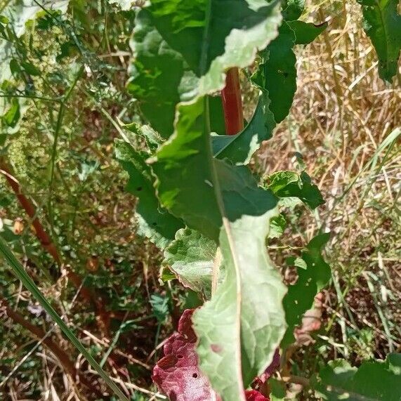 Rumex crispus Folha