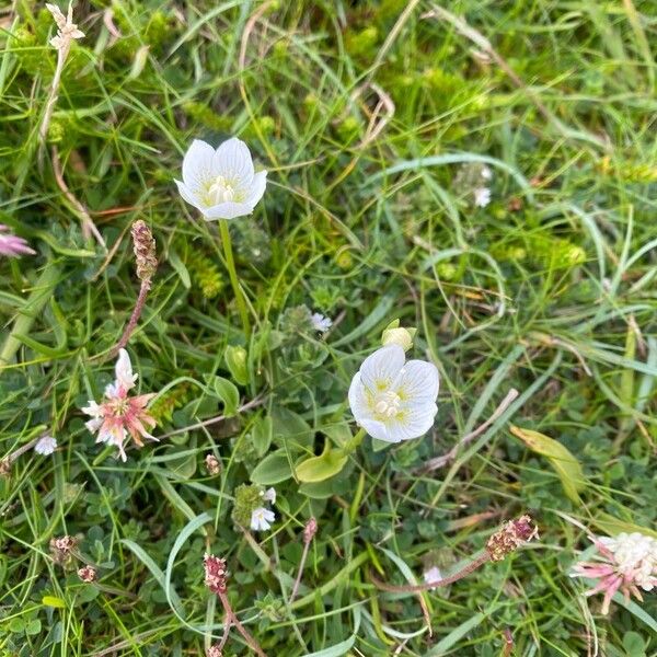 Parnassia palustris 花